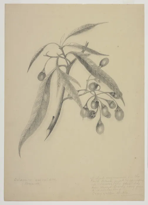 Harris, Emily Cumming, 1837-1925: Solanum aviculare (Poropora). [1890s].
