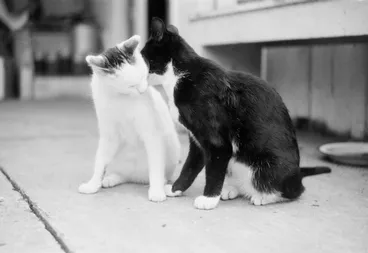 Image: [two cats]