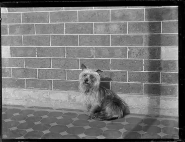 Image: Sydney Silky dog