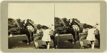 Image: Elephant giving a ride to children at Auckland Zoo.