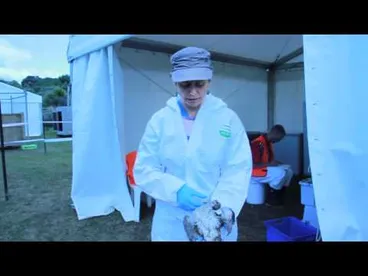 Rena Oil Spill Image: Rena Oil Spill