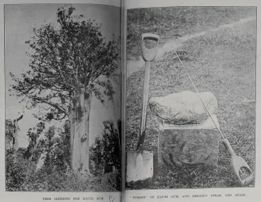 Image: Tree climbing for kauri gum, nugget of kauri gum and digger's spear and spade