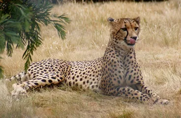 Image: Orana Park: cheetah (2)