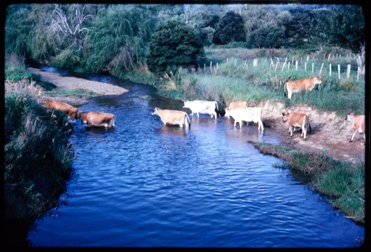 Cows near Russell