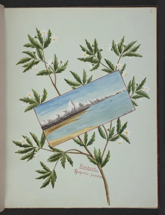 Burton, Clelia, 1878-1952 :Houhere. Hoheria populna. [inset] Mount Cook. [1890s?]