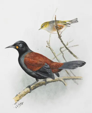 Image: Silvereye (Tauhou) (above) / South Island Saddleback(Tieke)