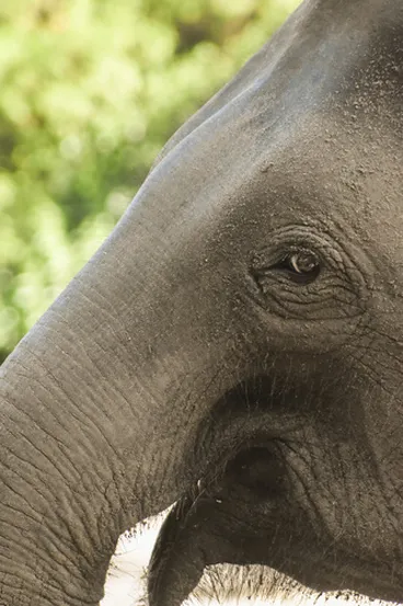 Image: Asian Elephant