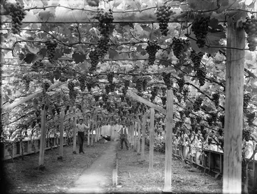 Image: Grape vines in a glasshouse