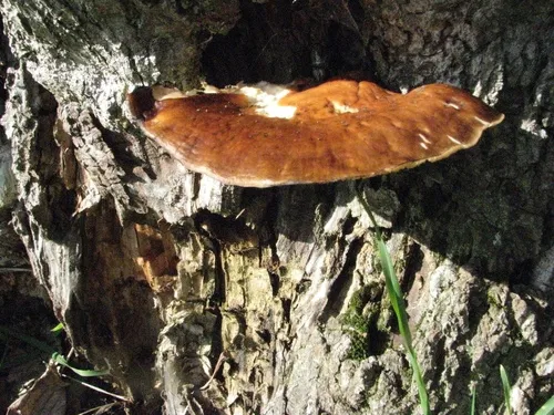 Brown Oyster Mushroom