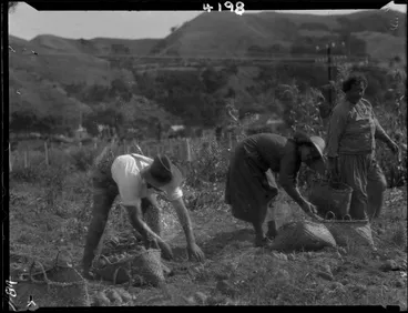 Image: Lifting the Kumara (Ethnology Expedition)