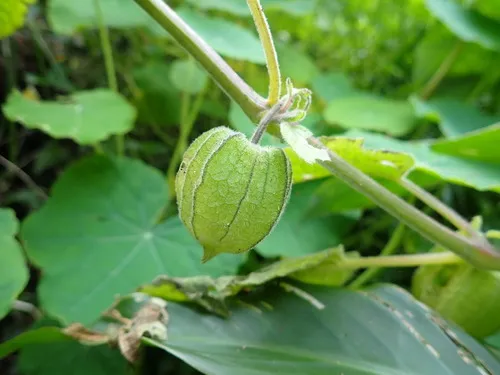 Cape gooseberry