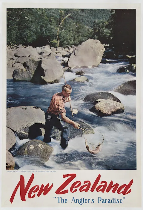 Pictorial Publications Ltd :New Zealand, "the angler's paradise". Landing an 8 1/2 lb brown trout in the Cleddau River, Otago. [1960s?]