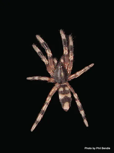 Image: White-tailed Spiders