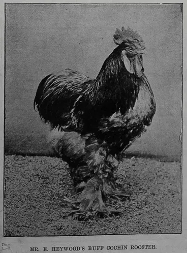 Mr E. Heywood's buff cochin rooster Image: Mr E. Heywood's buff cochin rooster