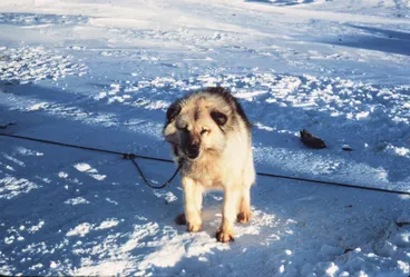 Image: Husky on Dog line