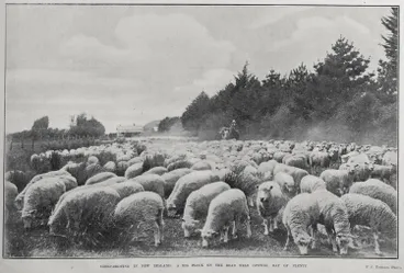Image: SHEEP-DROVING IN NEW ZEALAND: A BIG FLOCK ON THE ROAD NEAR OPOTIKI, BAY OF PLENTY