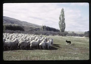 Image: Working dog rounding up sheep, Mount Cook Station