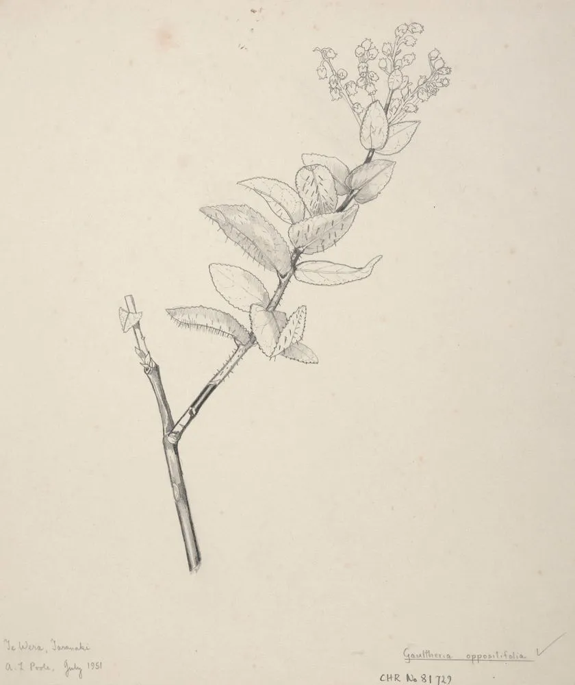 Ericaceae - Gaultheria oppositifolia