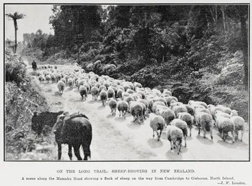 Image: On The Long Trail: Sheep-Droving In New Zealand