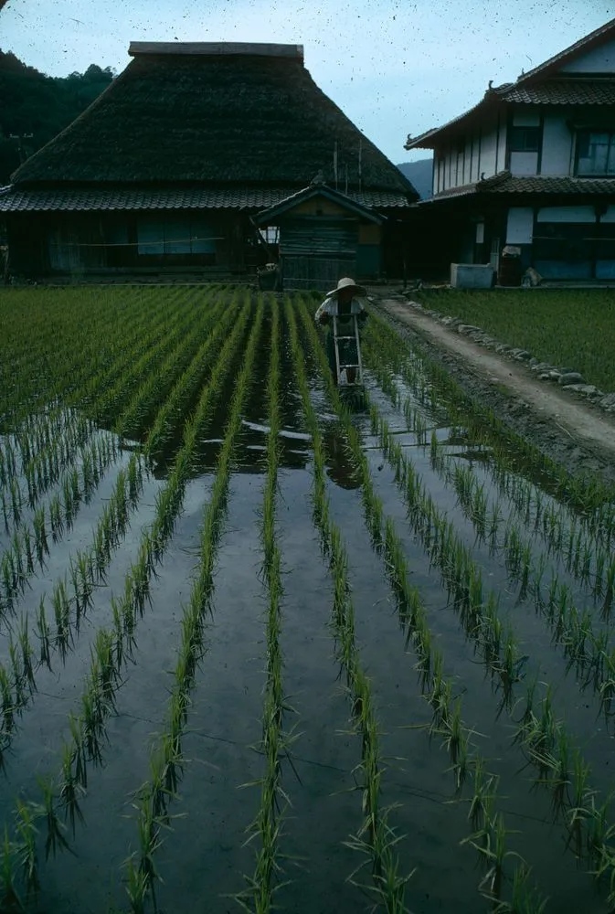Japan series: rice cultivation