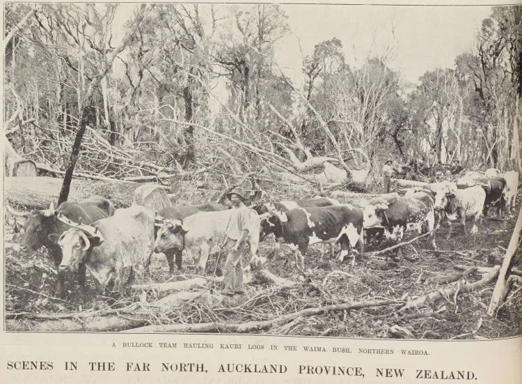 A bullock team hauling kauri logs in the Waimā Bush, Northern Wairoa