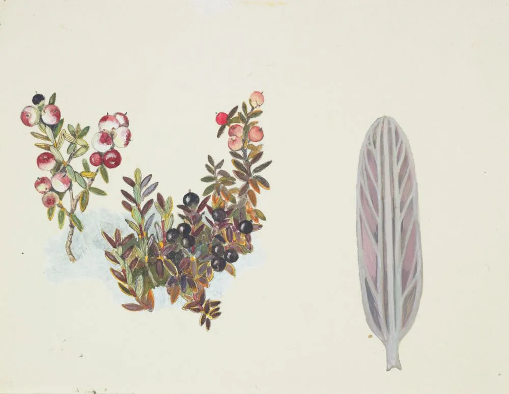 Epacridaceae - Cyathodes colensoi