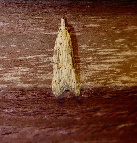 Heterocrossa exochana
