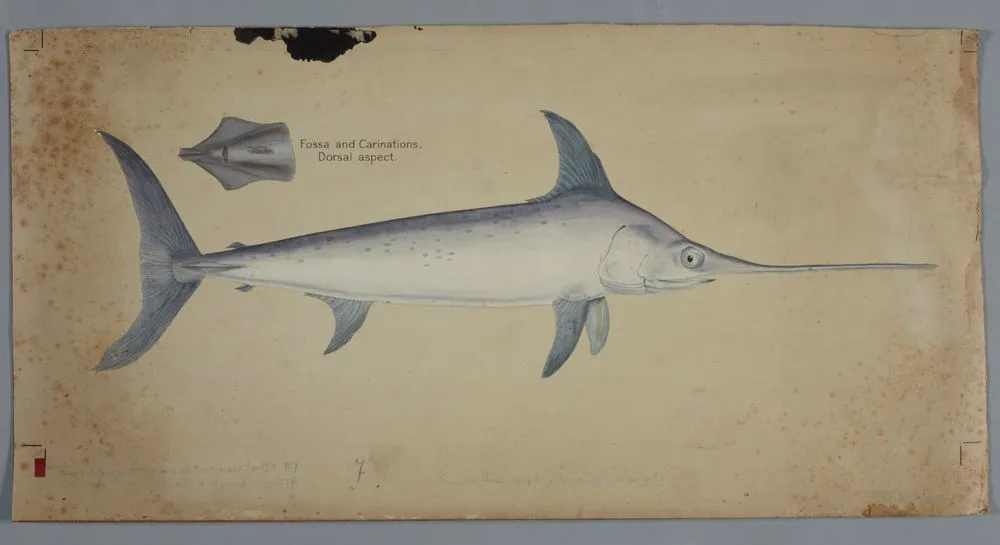 Sword fish Xiphias gladius