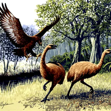 Image: Giant Haast's eagle attacking New Zealand moa (Art: John Megahan)