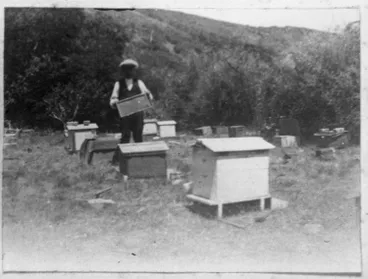 Image: Apiary at Karekare.