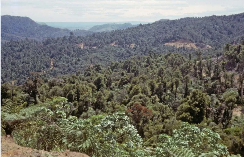 Photograph, Kopu-Hikuai Road