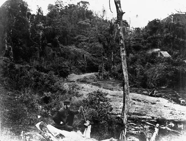 Image: Forest on Porirua Road, Wellington