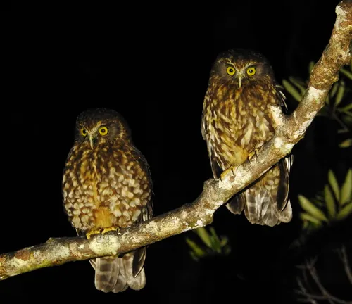 Morepork