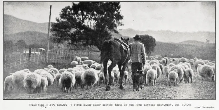 Spring-time in New Zealand: a North Island droving scene on the road between Whatawhata and Raglan