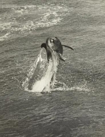 Image: Opo the dolphin, Opononi