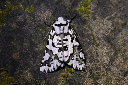 North Island Lichen Moth