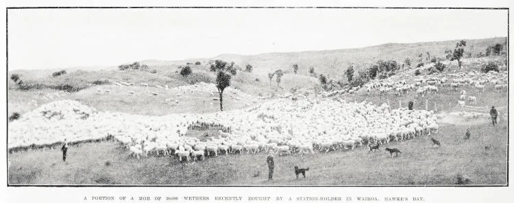 A portion of a mob of 20, 000 wethers recently bought by a station-holder in Wairoa, Hawke's Bay