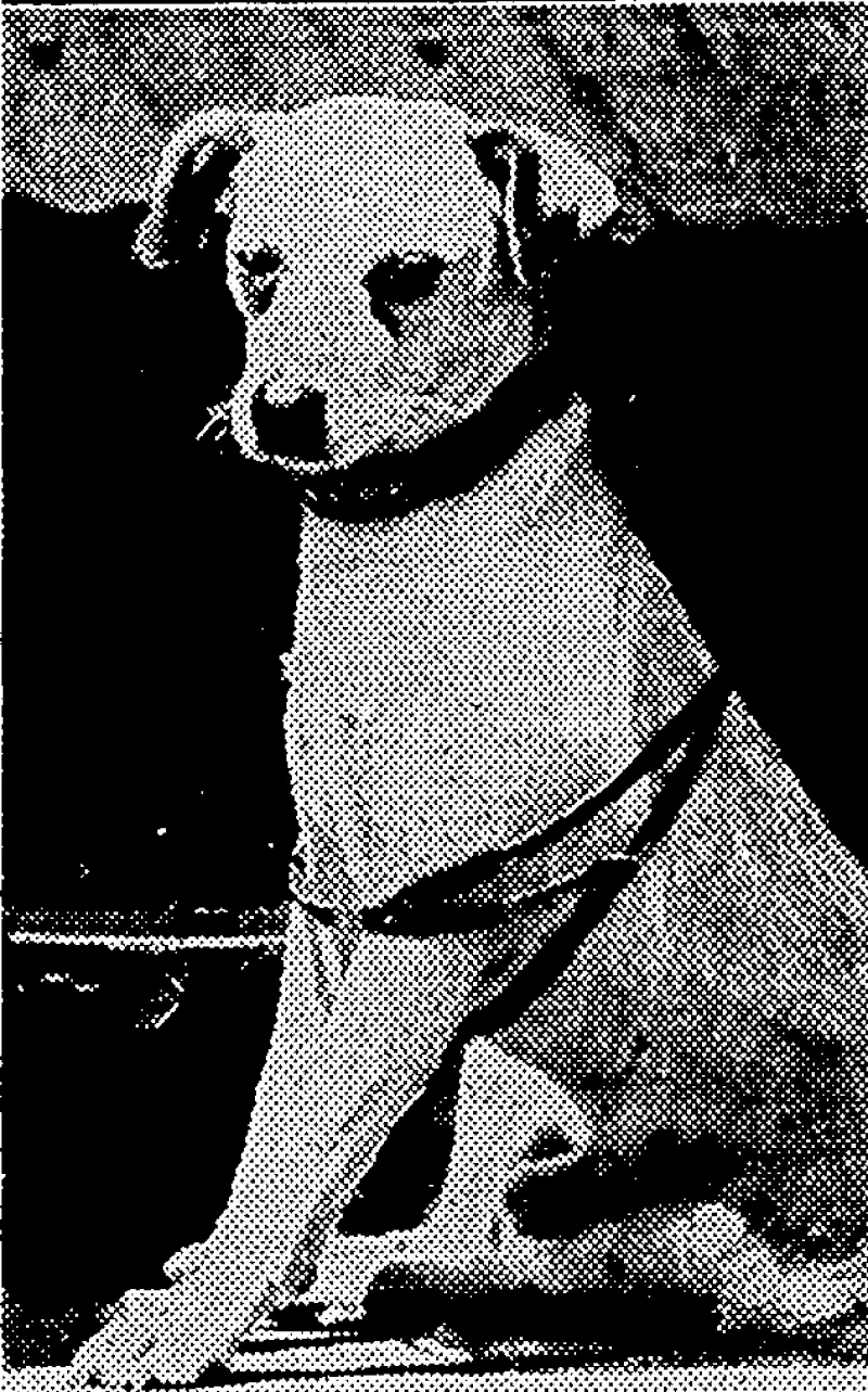 1 "Evening Tost" Photo. IGLOO, Admiral Byrd's canine companion -at- both Poles: His death is announced in to-day's news. (Evening Post, 23 April 1931)