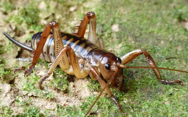 Wellington Tree Weta (Hemideina sp) female