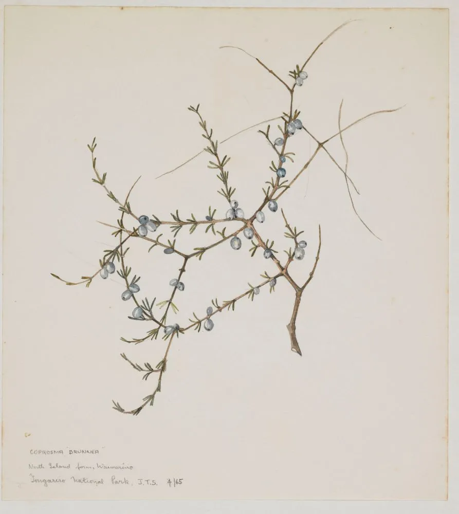 Rubiaceae - Coprosma brunnea