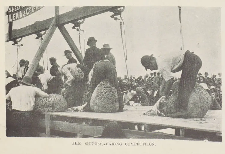 The sheep-shearing competition