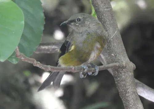 Mainland New Zealand Bellbird