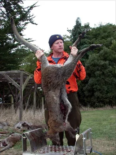 Waimate wallaby hunt