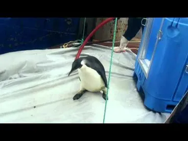 Happy Feet Release Image: Happy Feet Release