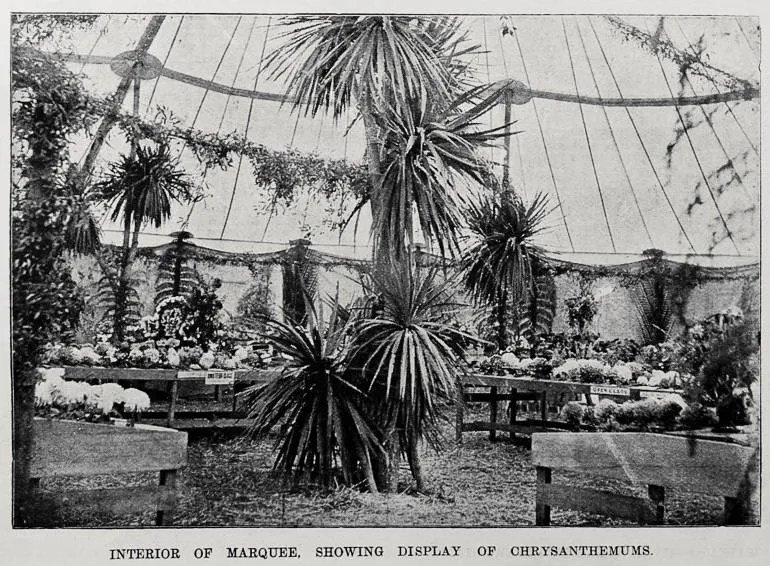 Prize Collections at the Cambridge Chrysanthemum Society show