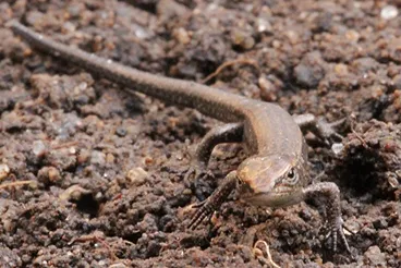 Image: Brown skink, Hakarimata forest, NZ (2 of 2)