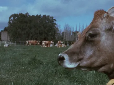 Image: Country Calendar -  TVNZ series