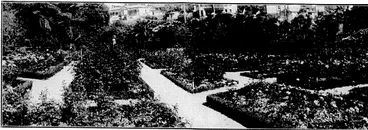 Image: Evening Post" Photo. WELLINGTON'S; BEAUTIFUL ROSE GARDEN.—^ view of the rose-'Ms.at^botmicdl'^iens^ivhere-ihey^are-makL^ a wonderfuVand.beautiful showat present. (Evening Post, 22 November 1932)