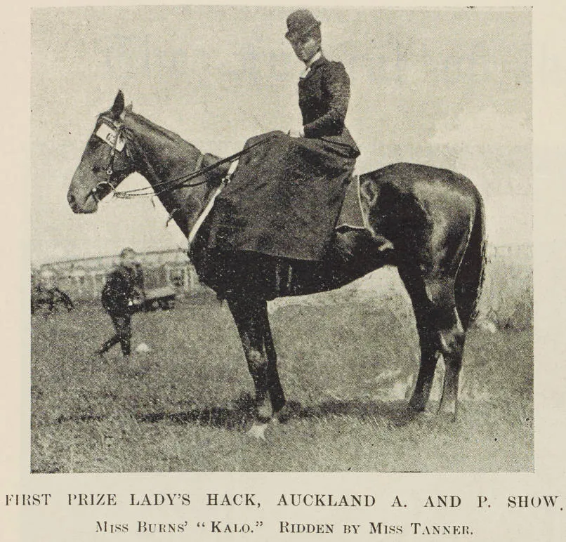 First Prize Lady's Hack, Auckland A. and P. Show - Miss Burns' Kalo ridden by Miss Tanner