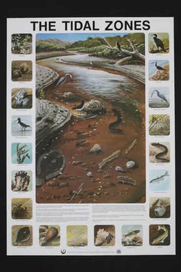 The tidal zones Image: The tidal zones